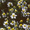 Chamaemelum nobile, flowers