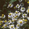Chamaemelum nobile, flowers