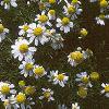 Chamaemelum nobile, flowers