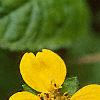 Chrysogonum 'Allen Bush', flowers