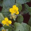 Chrysogonum 'Allen Bush', flowers