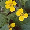 Chrysogonum 'Allen Bush', flowers