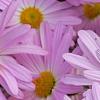 Chrysanthemum 'Country Girl', flowers