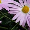 Chrysanthemum 'Country Girl', flowers