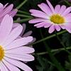 Chrysanthemum 'Country Girl', flowers