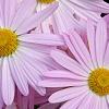 Chrysanthemum 'Country Girl', flowers