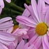 Chrysanthemum 'Country Girl', flowers