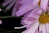 Chrysanthemum 'Country Girl', flowers