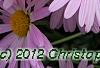 Chrysanthemum 'Country Girl', flowers