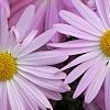 Chrysanthemum 'Country Girl', flowers