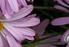 Chrysanthemum 'Country Girl', flowers