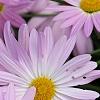 Chrysanthemum 'Country Girl', flowers