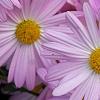 Chrysanthemum 'Country Girl', flowers