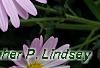 Chrysanthemum 'Country Girl', flowers