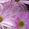 Chrysanthemum 'Country Girl', flowers