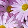 Chrysanthemum 'Country Girl', flowers