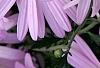 Chrysanthemum 'Country Girl', flowers