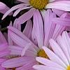 Chrysanthemum 'Country Girl', flowers