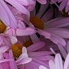 Chrysanthemum 'Country Girl', flowers