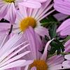 Chrysanthemum 'Country Girl', flowers
