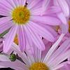 Chrysanthemum 'Country Girl', flowers