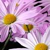 Chrysanthemum 'Country Girl', flowers