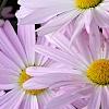 Chrysanthemum 'Country Girl', flowers