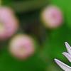 Chrysanthemum 'Emperor of China', flowers