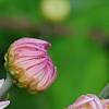 Chrysanthemum 'Emperor of China', flowers