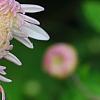Chrysanthemum 'Emperor of China', flowers