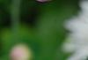 Chrysanthemum 'Emperor of China', flowers