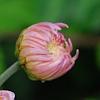 Chrysanthemum 'Emperor of China', flowers