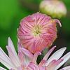 Chrysanthemum 'Emperor of China', flowers