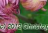Chrysanthemum 'Emperor of China', flowers