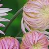 Chrysanthemum 'Emperor of China', flowers