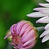 Chrysanthemum 'Emperor of China', flowers