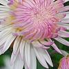 Chrysanthemum 'Emperor of China', flowers