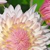 Chrysanthemum 'Emperor of China', flowers