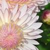Chrysanthemum 'Emperor of China', flowers
