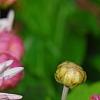 Chrysanthemum 'Emperor of China', flowers