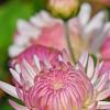 Chrysanthemum 'Emperor of China', flowers