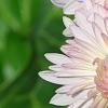 Chrysanthemum 'Emperor of China', flowers