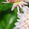Chrysanthemum 'Emperor of China', flowers