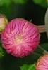 Chrysanthemum 'Emperor of China', flowers