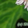 Chrysanthemum 'Emperor of China', flowers