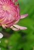 Chrysanthemum 'Emperor of China', flowers