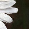 Leucanthemum vulgare, flowers