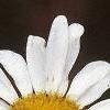 Leucanthemum vulgare, flowers