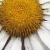 Leucanthemum vulgare, flowers
