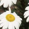 Leucanthemum vulgare, flowers